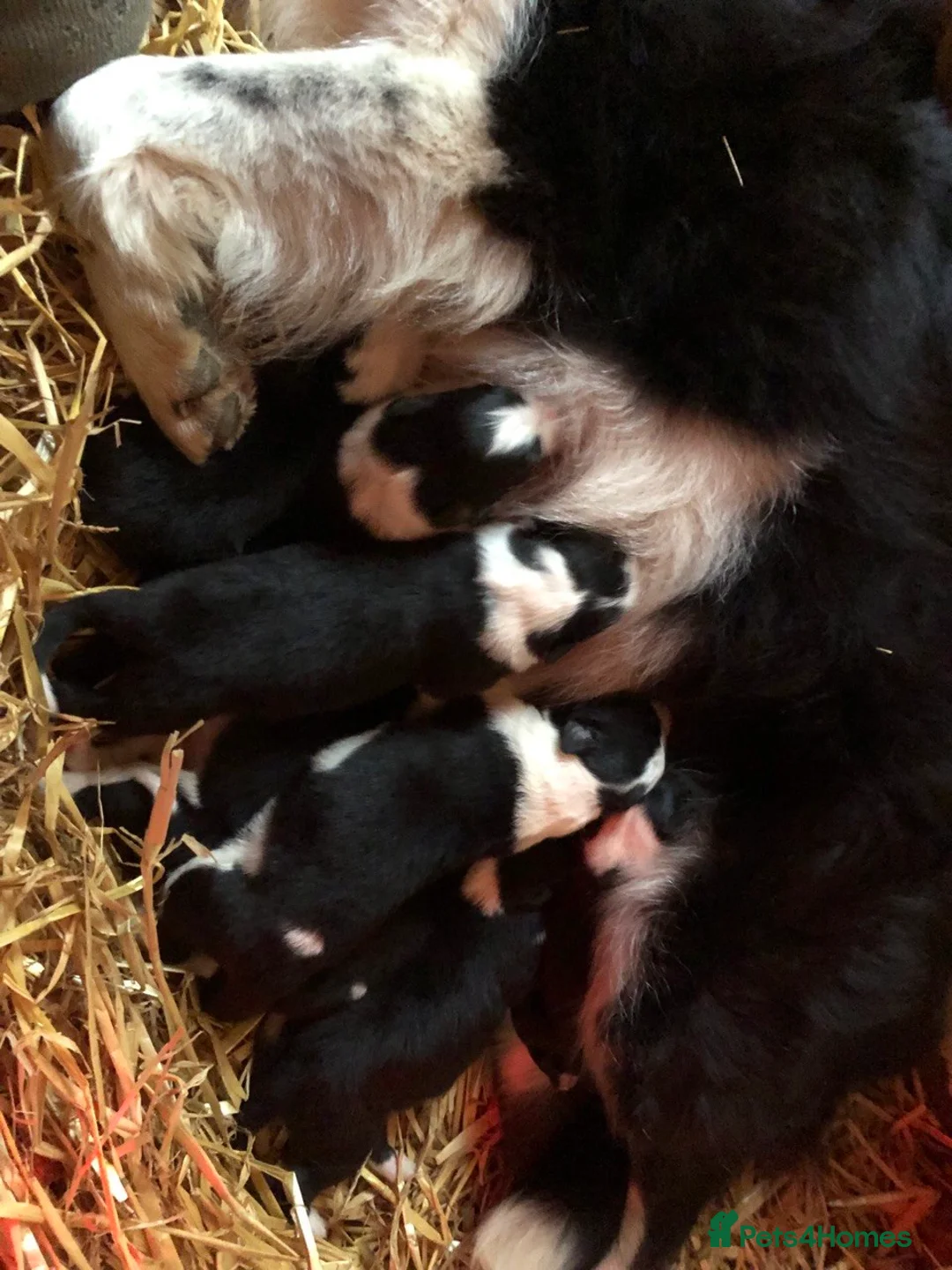 Border Collie dogs for sale: Border Collie Puppies - Advert 1