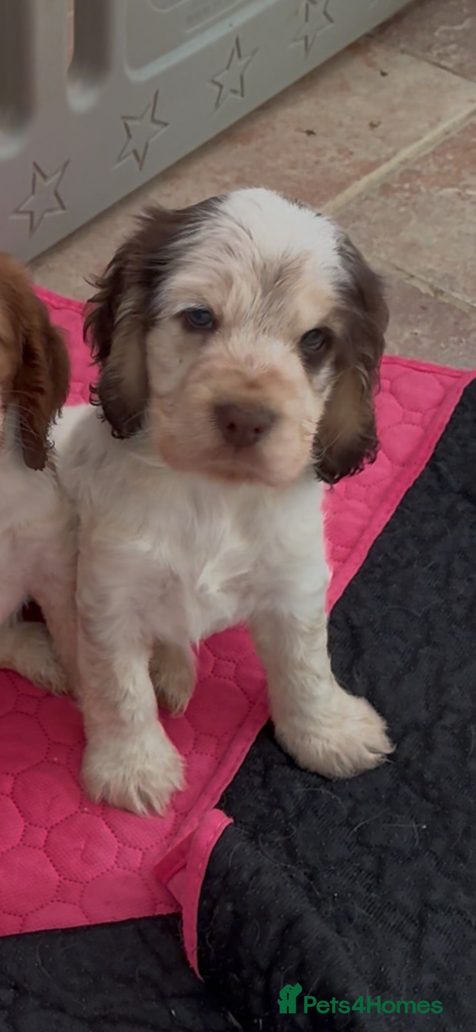 Cocker Spaniel dogs KC reg last one 💙🐾boy  - Advert 1