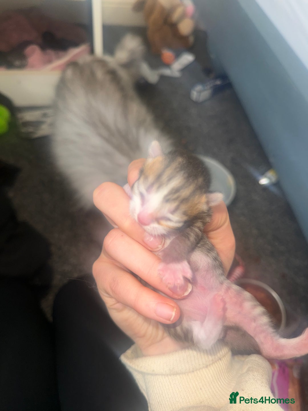 Persian cats for sale: Persian kittens  - Advert 7