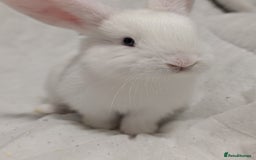 Mixed Breed rabbits for sale: New seller of rabbits - Image 6