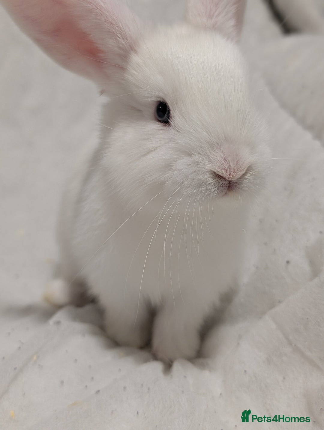 Mixed Breed rabbits for sale: New seller of rabbits - Image 6