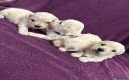 Bichon Frise dogs for sale: ✨ Bichon Frisé Puppies from Champion Bloodlines ✨ - Advert 18