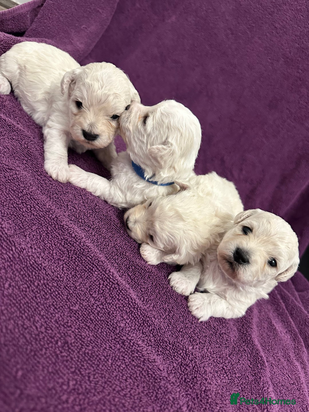 Bichon Frise dogs for sale: ✨ Bichon Frisé Puppies from Champion Bloodlines ✨ - Advert 18