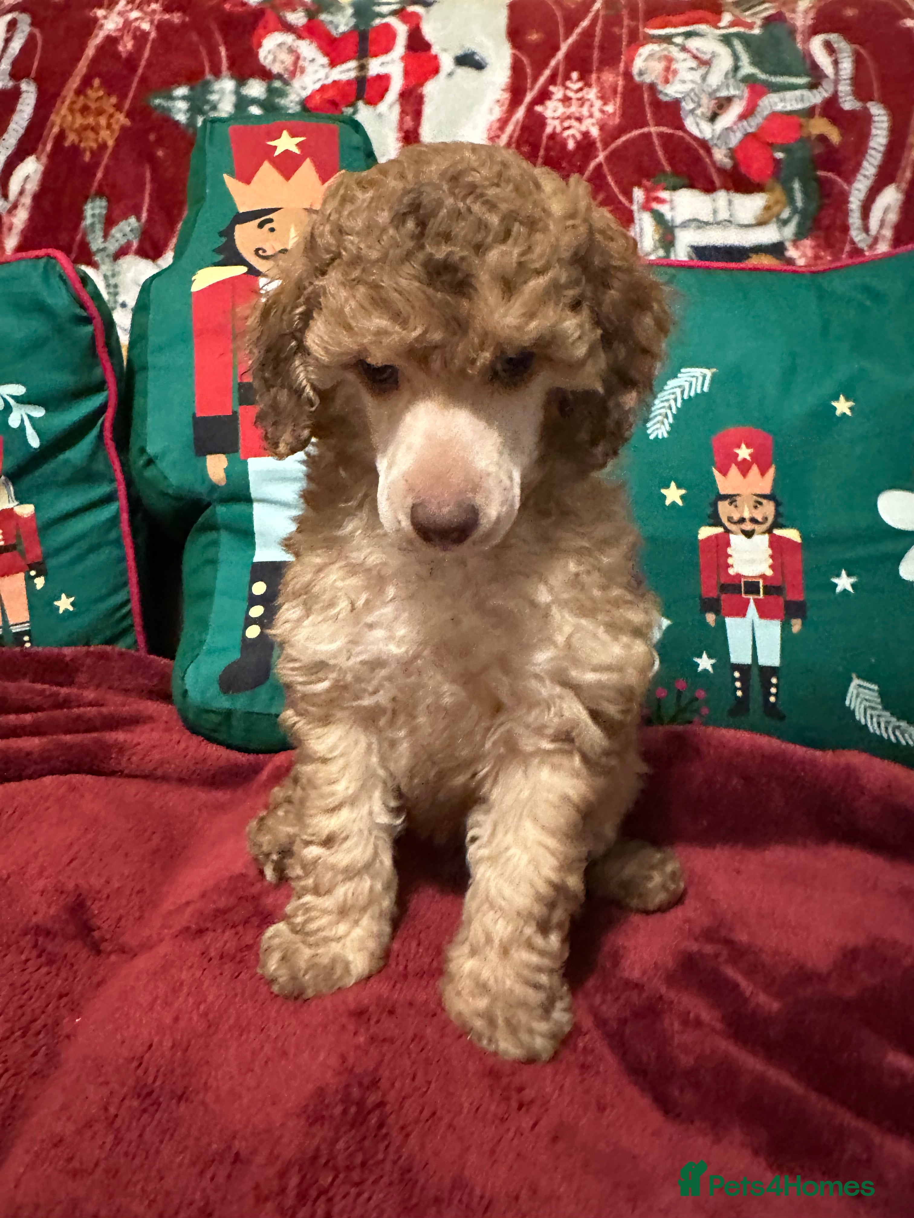 Toy Poodle dogs 💫🐩Extensively Health tested KC Toy Poodles 🐩💫 - Advert 10