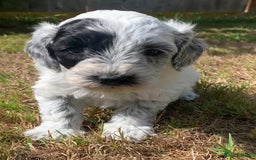 Cockapoo dogs for sale: Beautiful cockapoo puppies for sale - Image 1