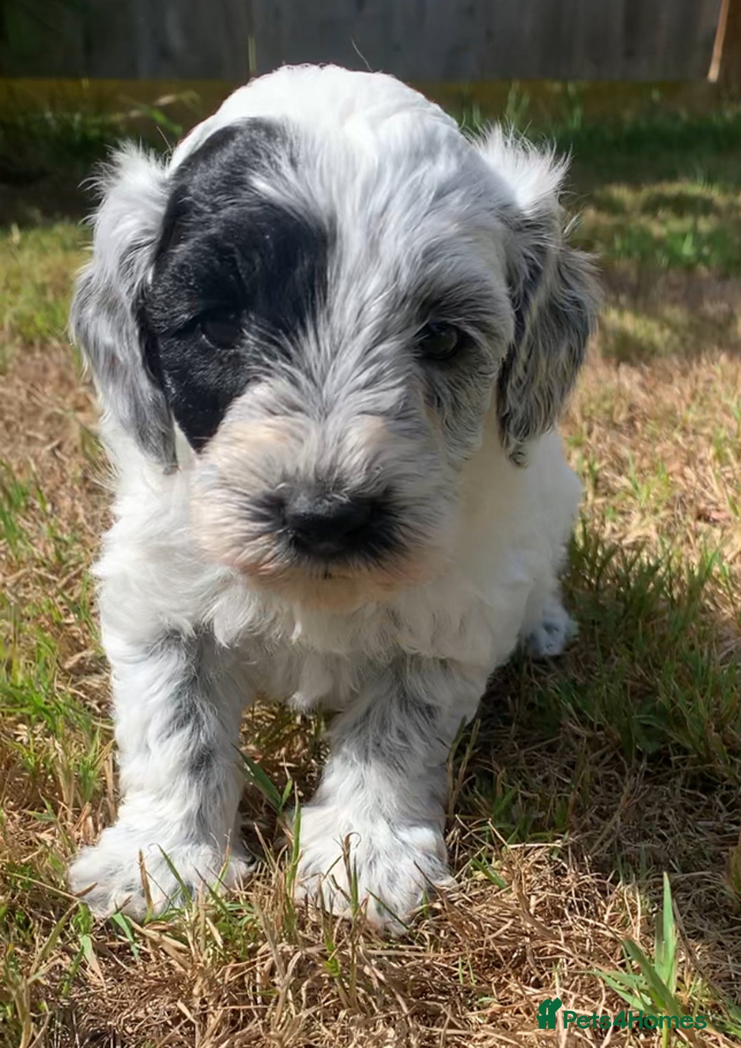 Cockapoo dogs for sale: Beautiful cockapoo puppies for sale - Image 1