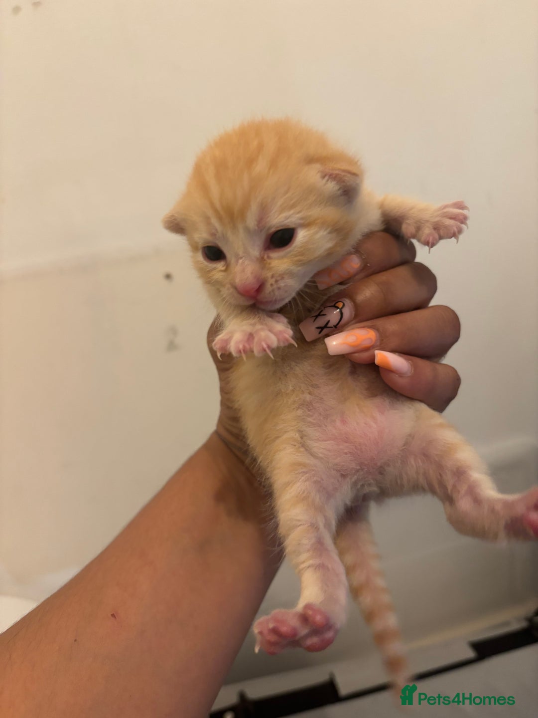 Mixed Breed cats for sale: Kittens  - Image 3