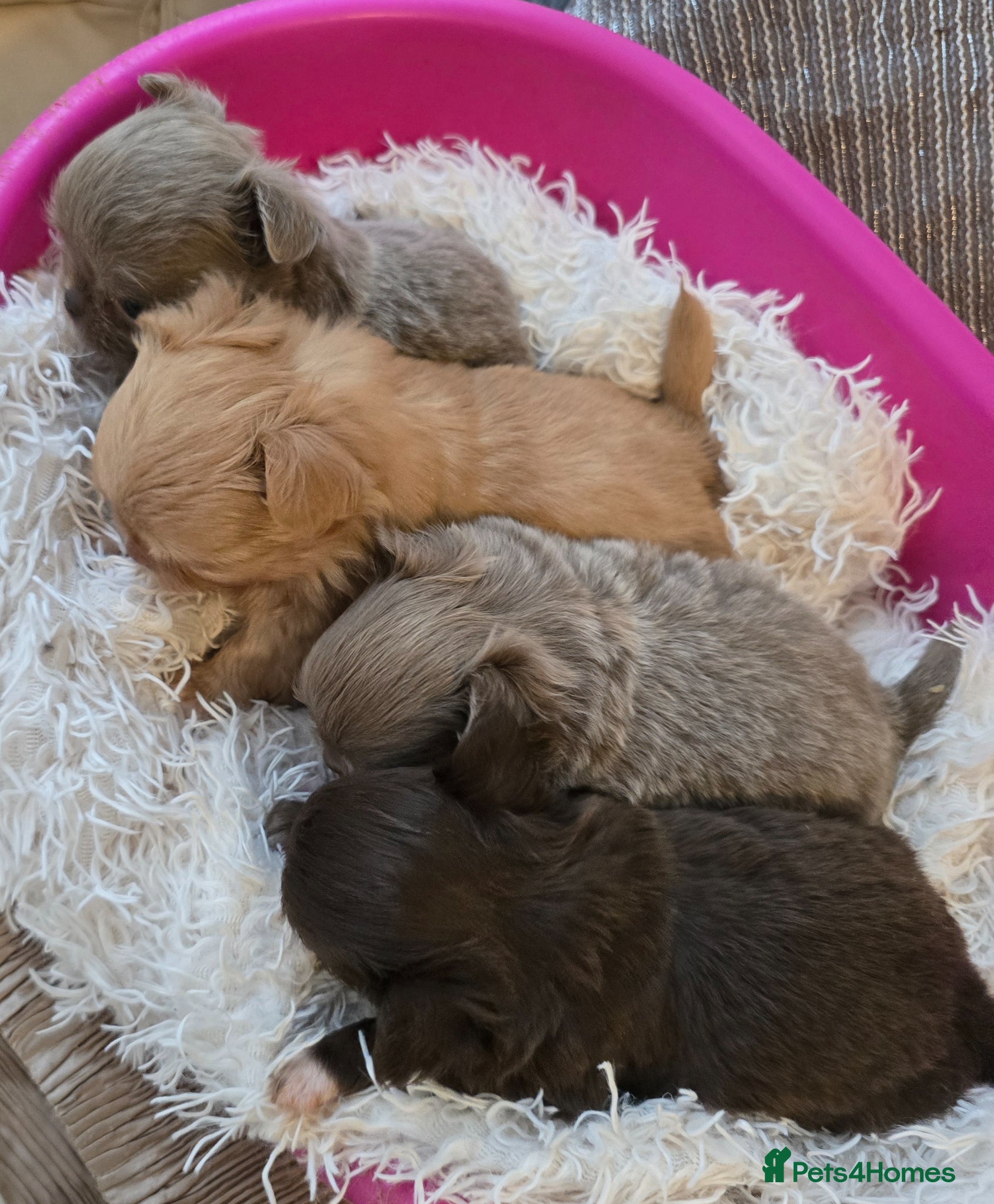Chihuahua dogs Xx stunning kc chihuahua longcoat puppies Xx - Advert 2