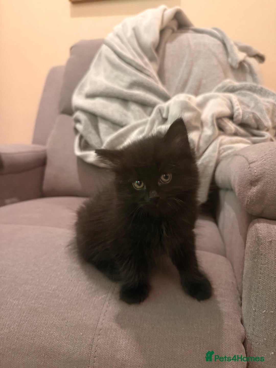 Mixed Breed cats for sale: 3 Gorgeous Long Hair Kittens Available - Image 19
