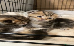 Mixed Breed cats for sale: BengalXTabby kittens LAST BOY LEFT NOW - Image 4