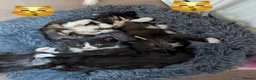 Persian cats for sale: 🤎Persian,Maincoon🤎 - Advert 7