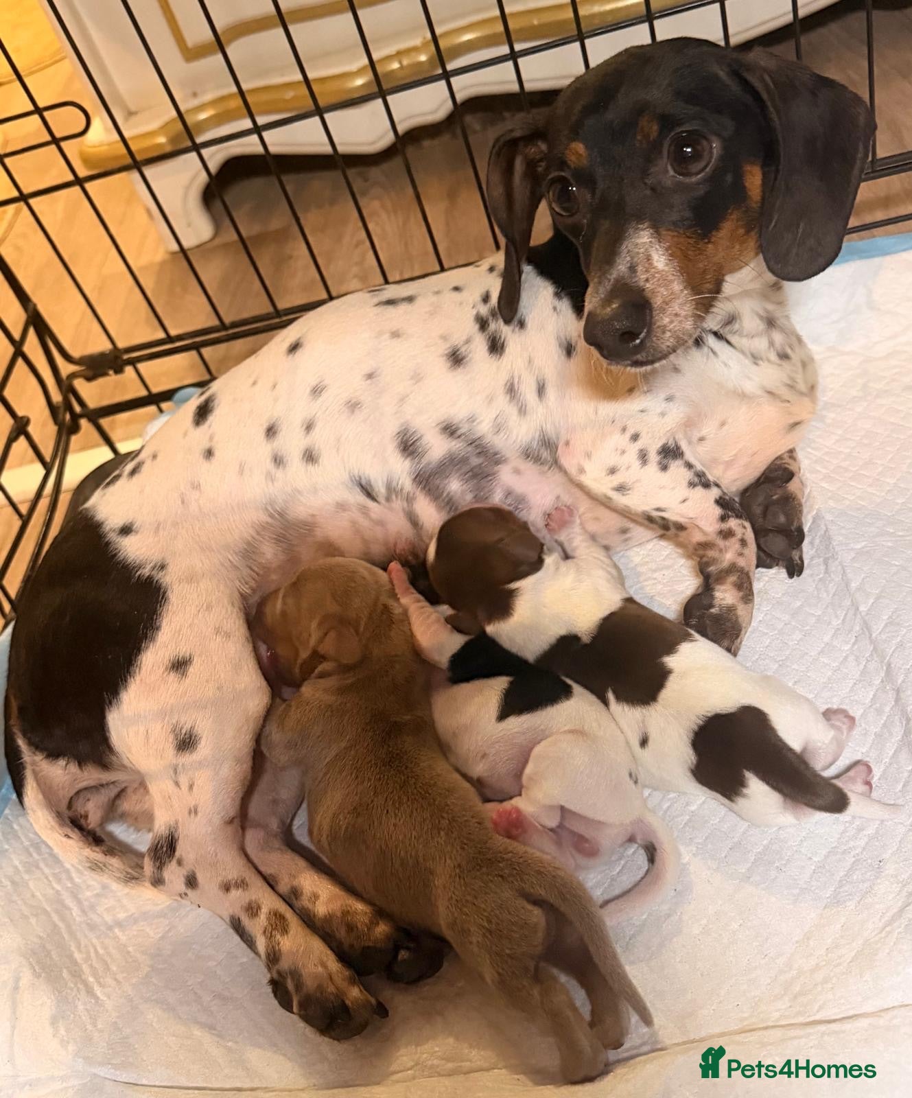 Dachshund dogs Piebald dachshund puppies for sale  - Advert 1