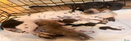 Dachshund dogs for sale: Piebald dachshund puppies for sale  - Advert 1