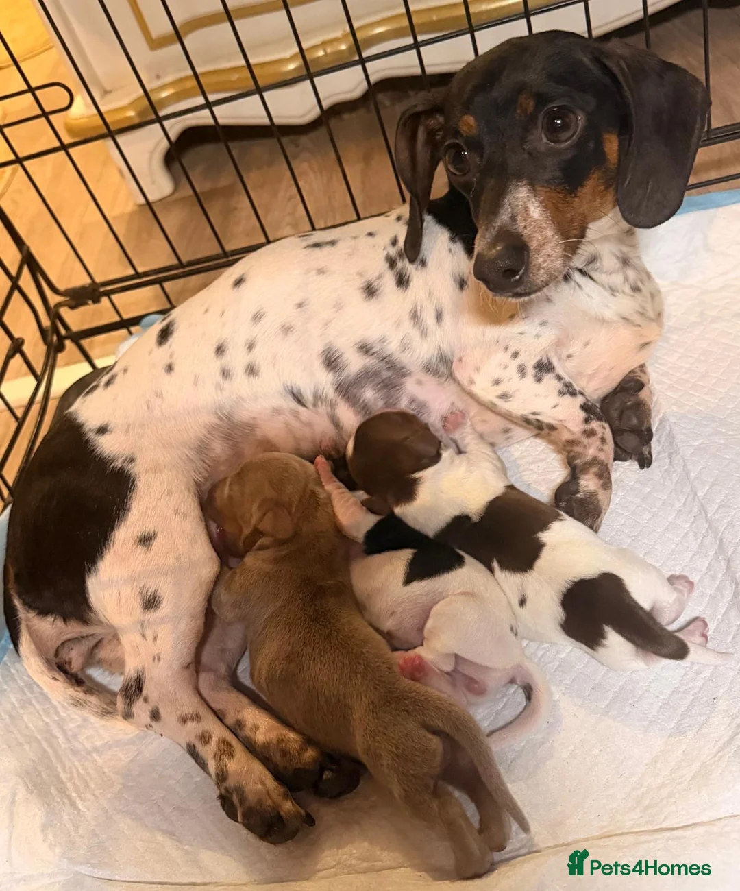 Dachshund dogs for sale: Piebald dachshund puppies for sale  - Advert 1
