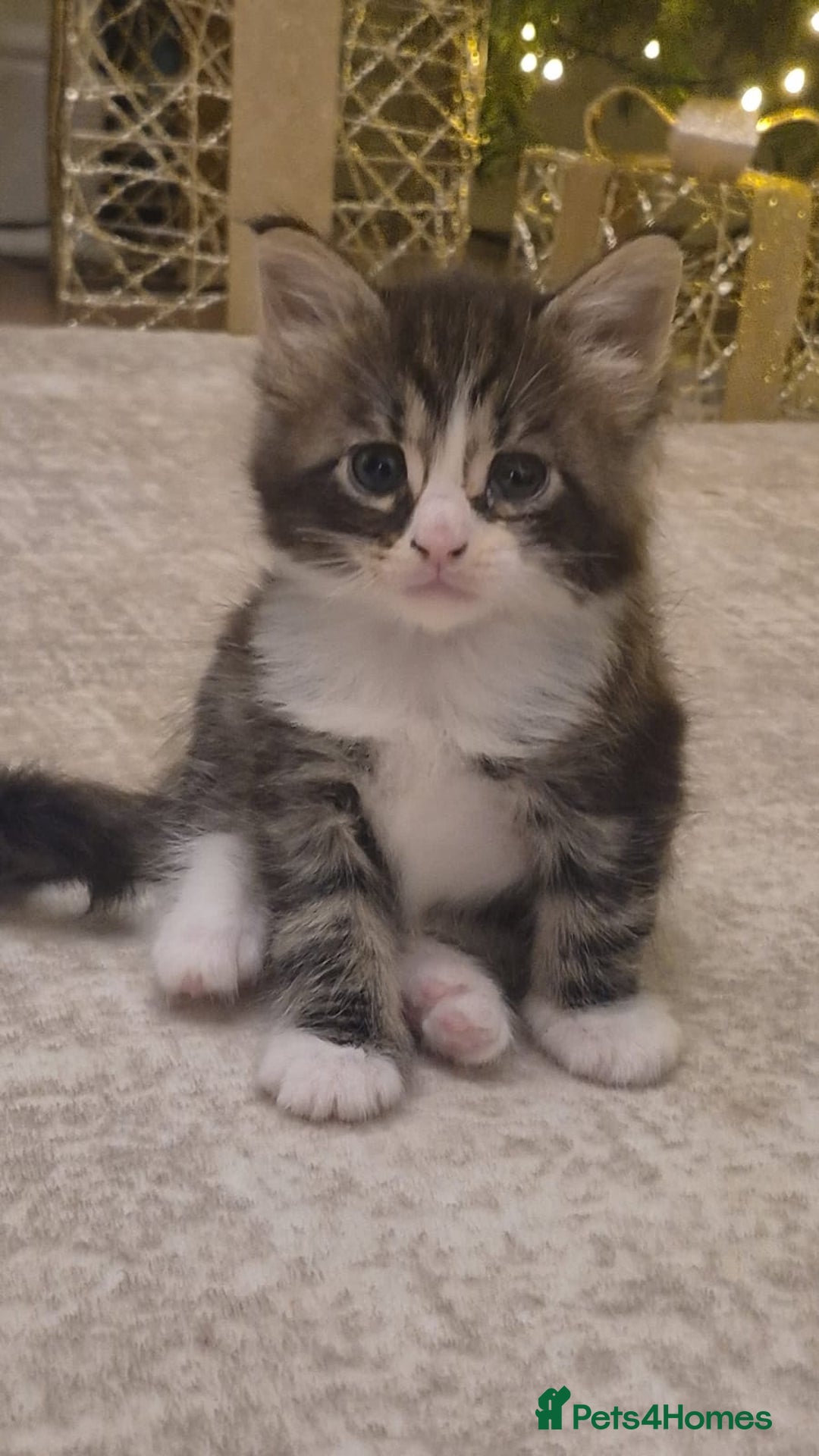 Mixed Breed cats for sale: Maincoon X - Advert 5