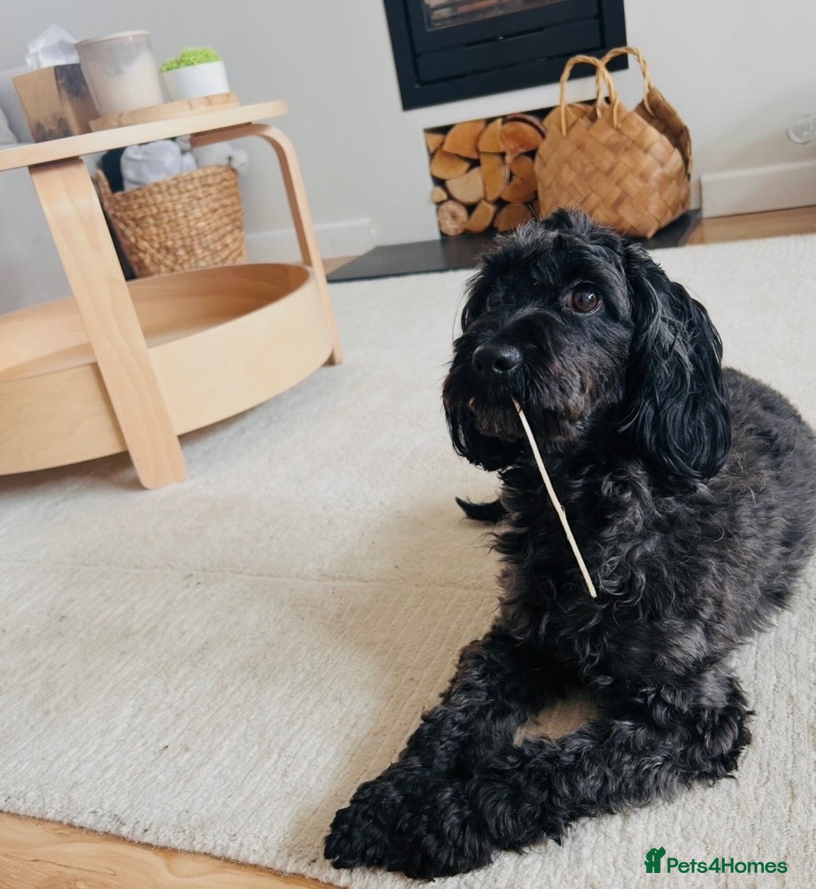 Cockapoo dogs for sale: 🤎7 puppies 🐶 for sale 🤎 stunning parents 🤎🤎 - Advert 2