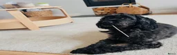 Cockapoo dogs for sale: 🤎7 puppies 🐶 for sale 🤎 stunning parents 🤎🤎 - Advert 2