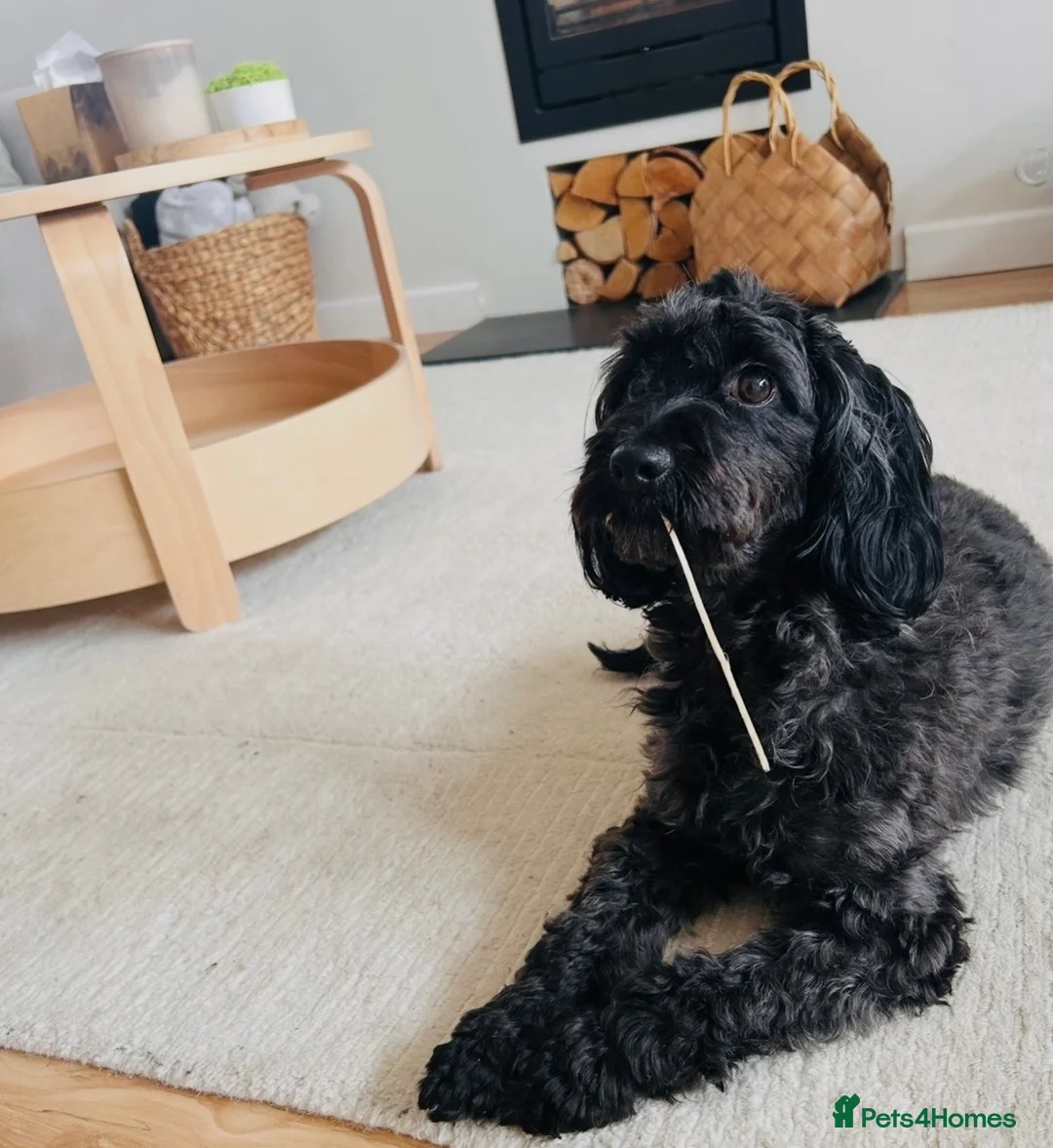 Cockapoo dogs for sale: 🤎7 puppies 🐶 for sale 🤎 stunning parents 🤎🤎 - Advert 2