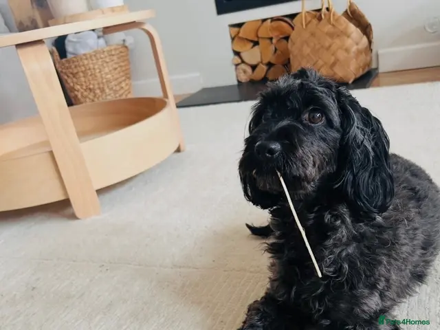 Cockapoo dogs for sale: 🤎7 puppies 🐶 for sale 🤎 stunning parents 🤎🤎 - Advert 2