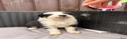 Border Collie dogs for sale: Gorgeous tri-coloured+black+white collie puppies  - Advert 6