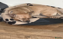 Jack Russell dogs for sale: Jack Russell Girl  - Image 5