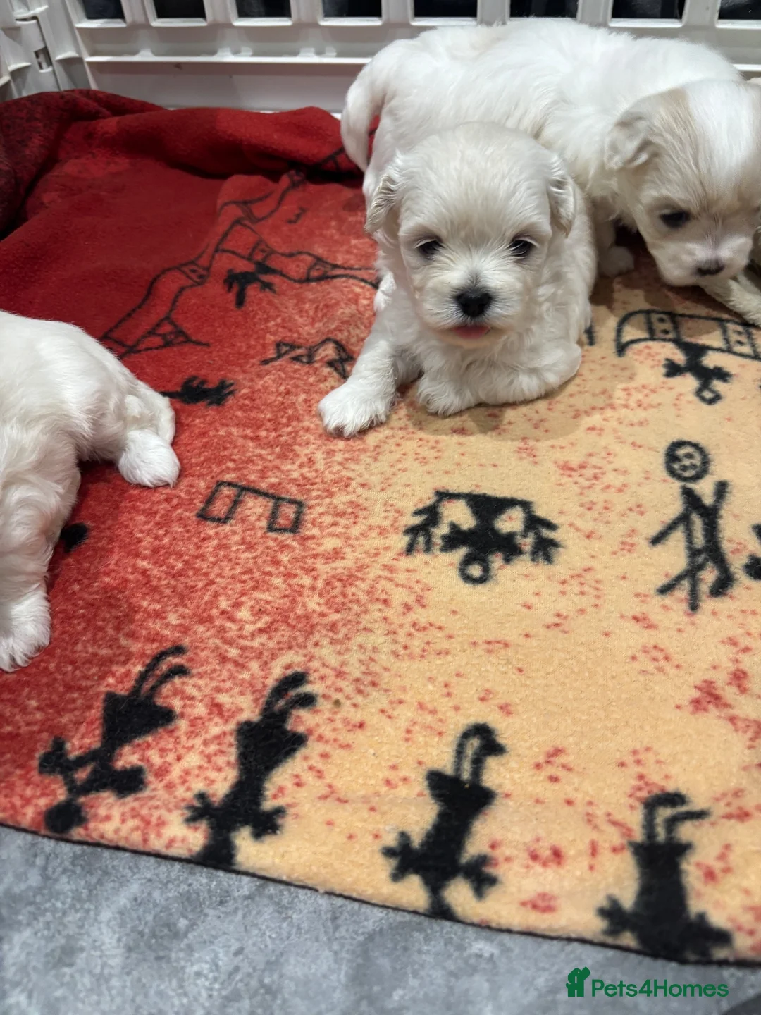 Maltipoo dogs for sale: F1 Maltipoo true miniature  - Advert 1
