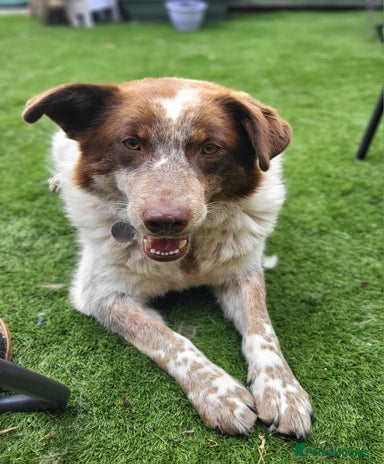 Adult Dogs for adoption | Pets4Homes