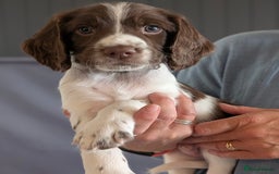 English Springer Spaniel dogs for sale: English springer spaniel  - Image 4