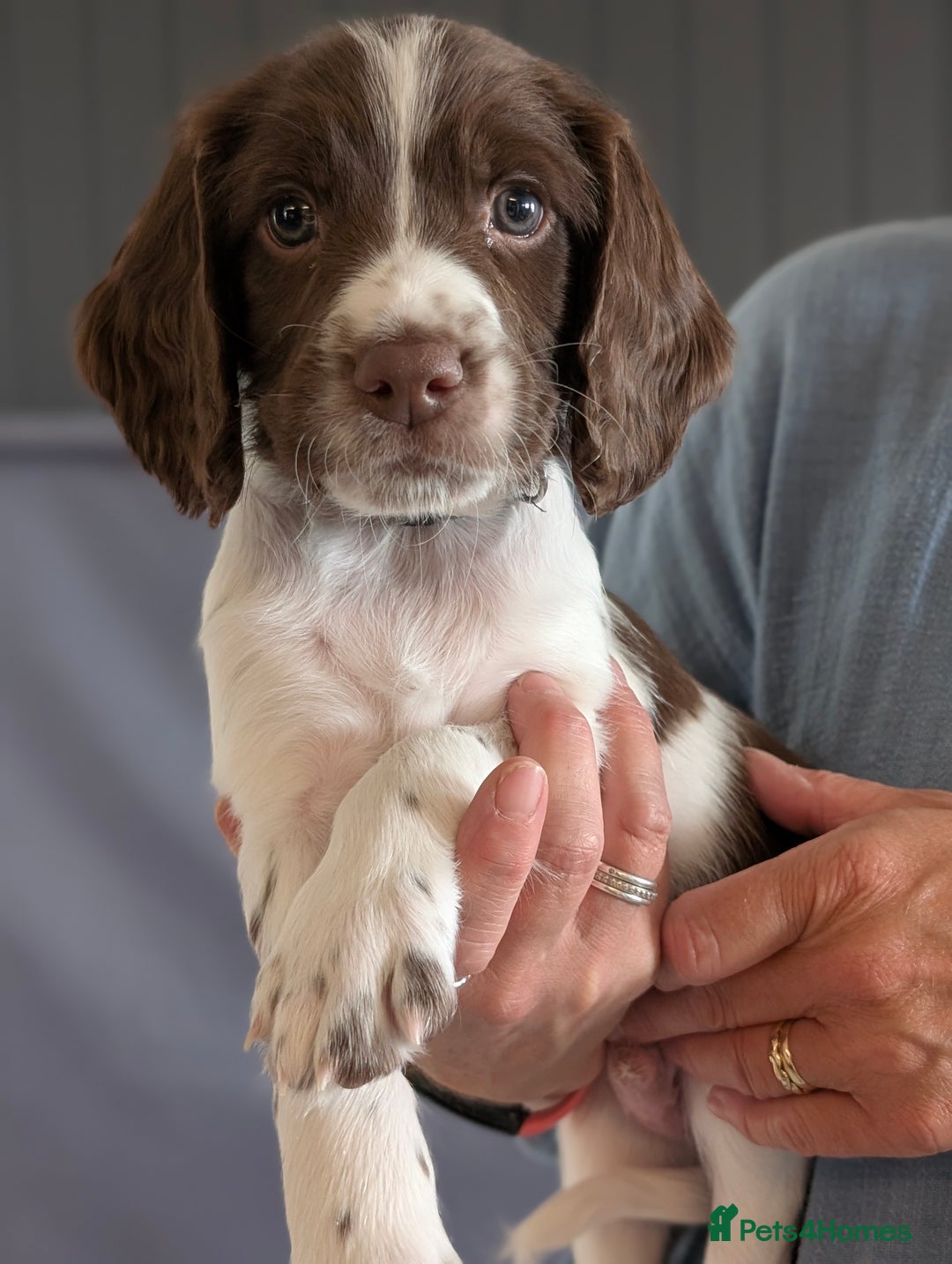 English Springer Spaniel dogs for sale: English springer spaniel  - Image 4