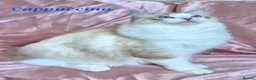 Ragdoll cats for sale: Tica registered exceptional  Ragdolls  - Advert 17