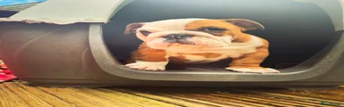 English Bulldog Puppy 2