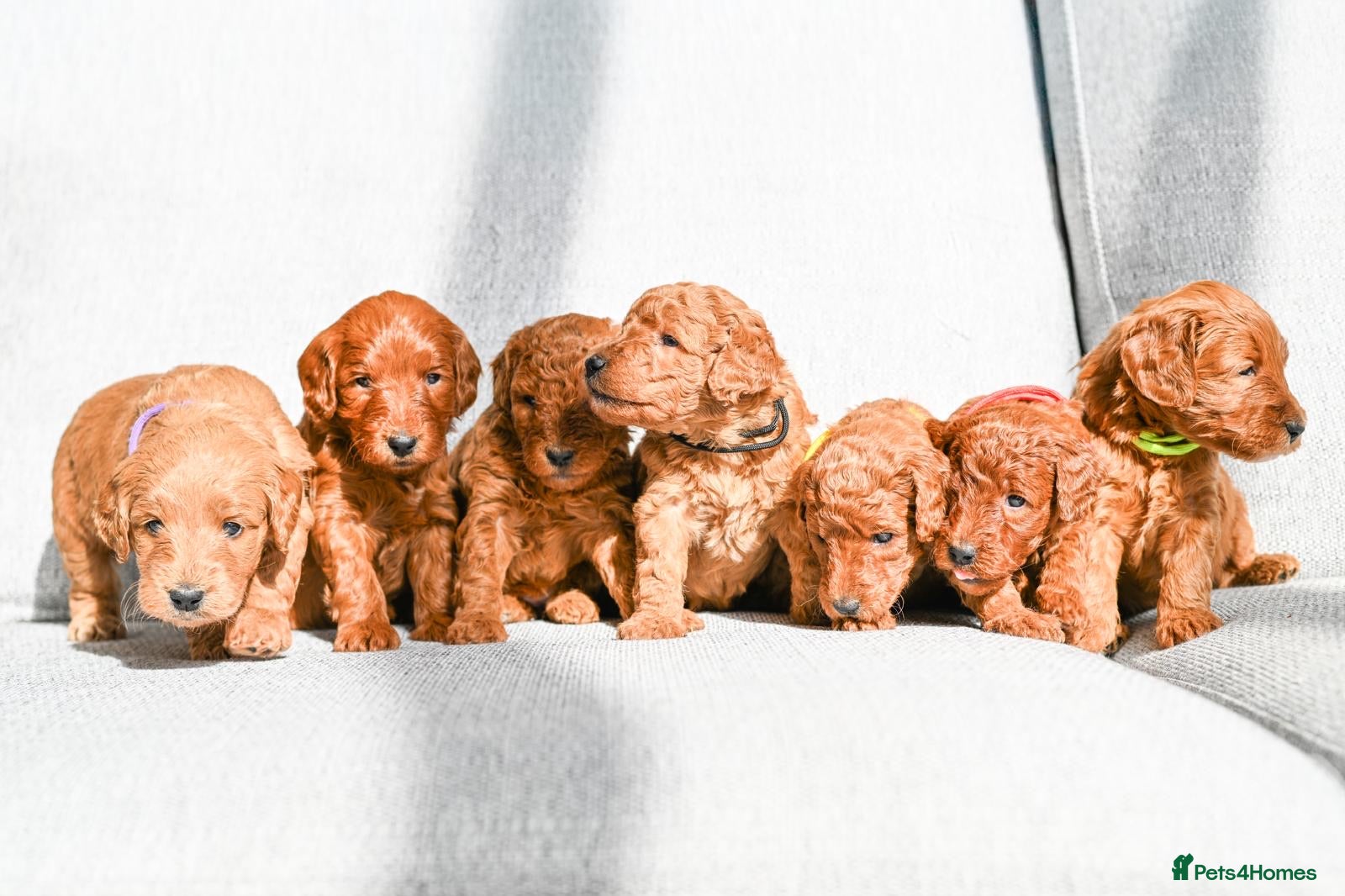 Mini Goldendoodle dogs BEAUTIFUL MINI GOLDENDOODLES  - Advert 1