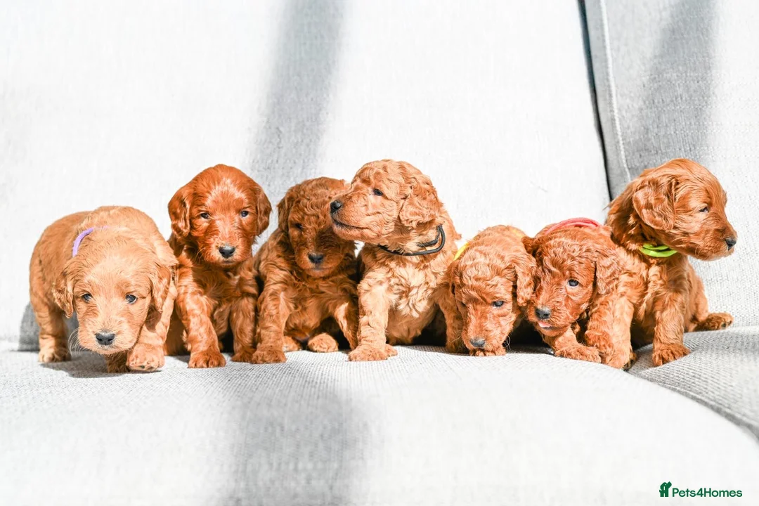 Mini Goldendoodle dogs for sale: BEAUTIFUL MINI GOLDENDOODLES  - Advert 1