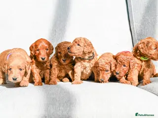 Mini Goldendoodle dogs for sale: BEAUTIFUL MINI GOLDENDOODLES - Advert 1