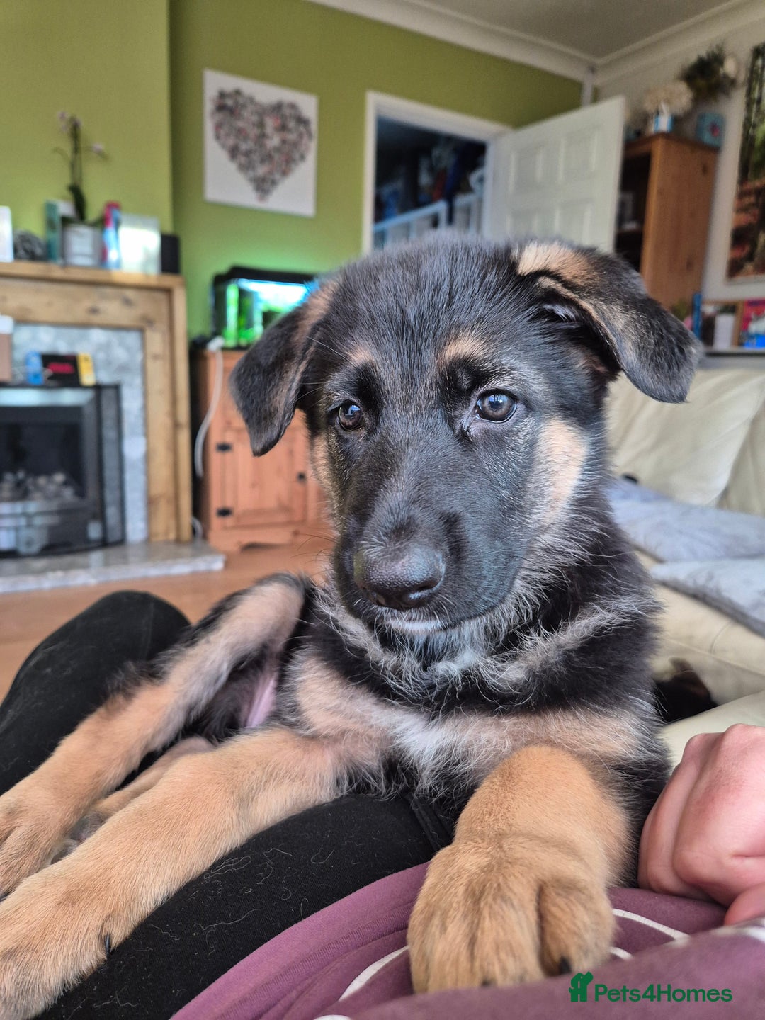 German Shepherd dogs for sale: Last German Shepherd girl remaining  - Image 28