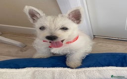 West Highland Terrier dogs for sale: Adorable WestHighland White Pups - Image 9