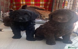 Labradoodle dogs for sale: Beautiful miniature labradoodle puppies - Image 10