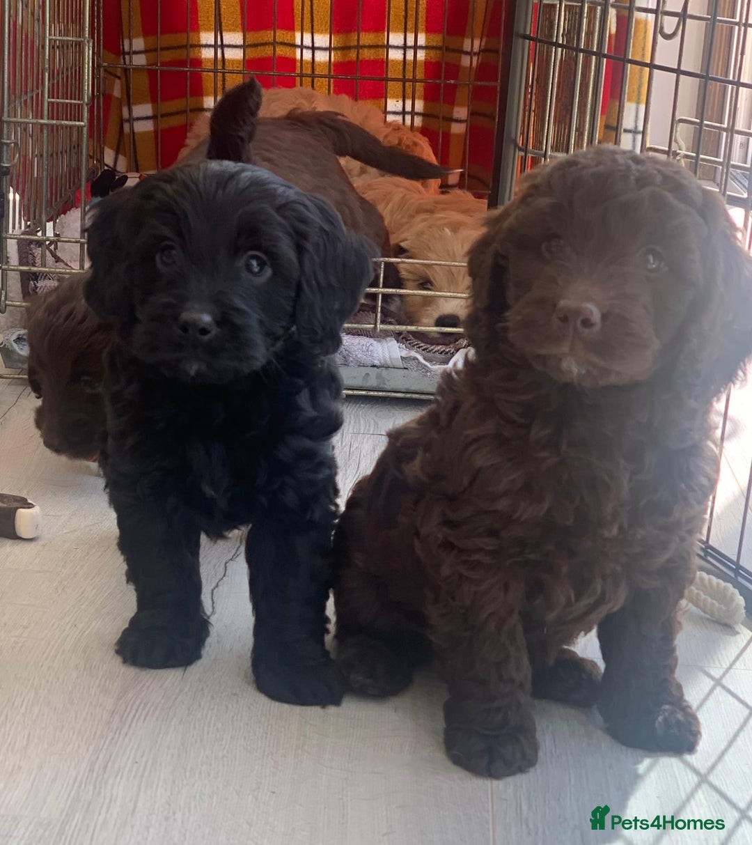 Labradoodle dogs for sale: Beautiful miniature labradoodle puppies - Image 10