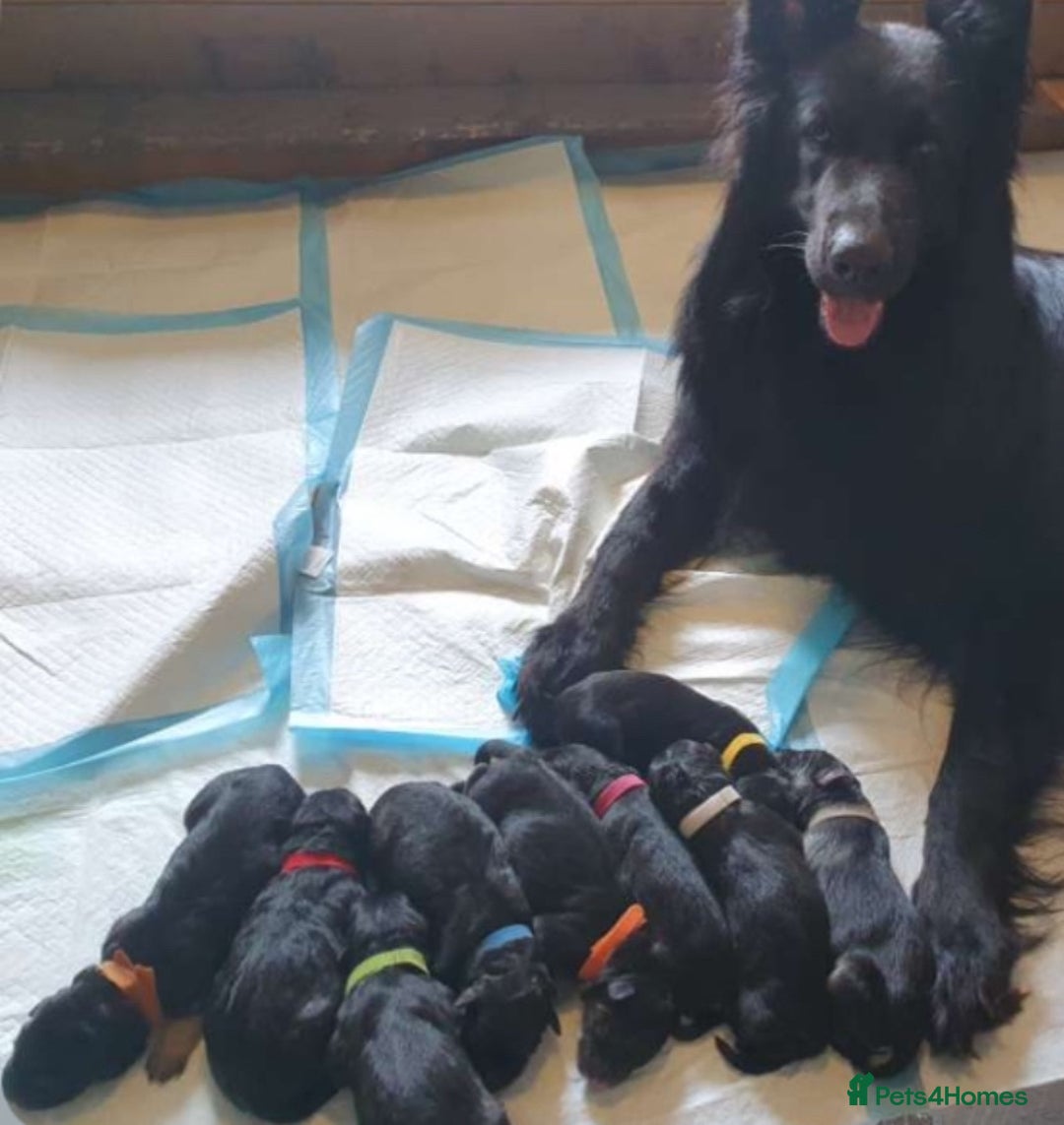 German Shepherd dogs for sale: German shepherd puppies  - Image 1