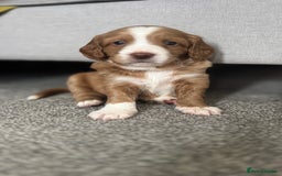 Cockapoo dogs for sale: Cockapoo x pups - Image 7