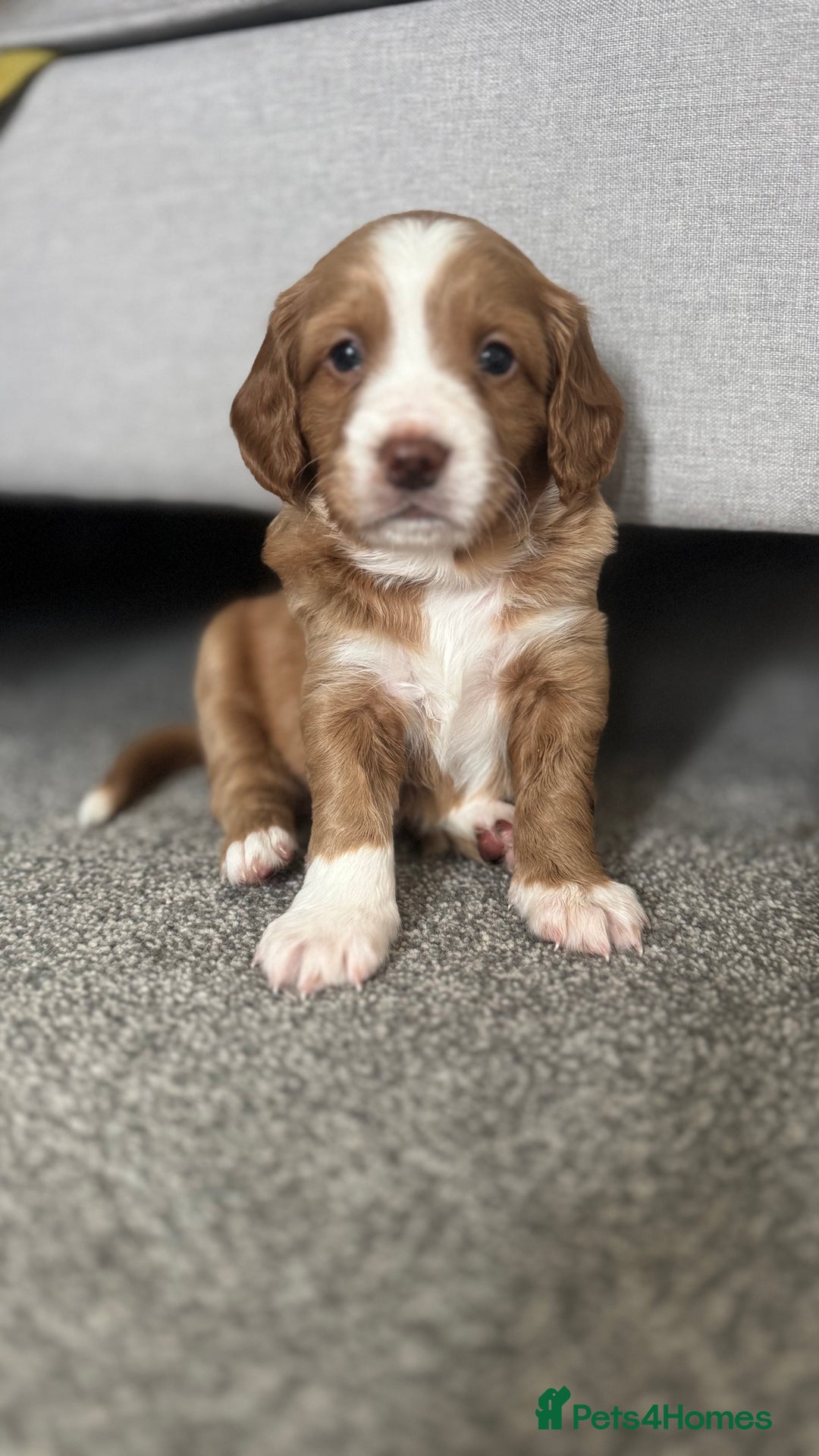 Cockapoo dogs for sale: Cockapoo x pups - Image 7