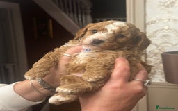 Shihpoo dogs for sale: F1b Shihpoo Puppies - 2 boys, 3 girls  - Advert 10