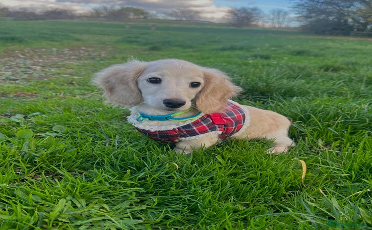 Miniature Dachshund dogs - Advert 1