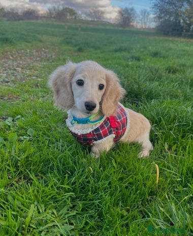 Miniature Dachshund dogs - Advert 1