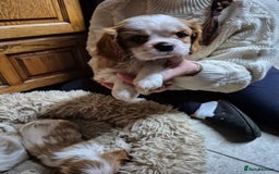 Cavalier King Charles Spaniel dogs for sale: Blenheim Cavalier King Charles spaniel puppies  - Image 16