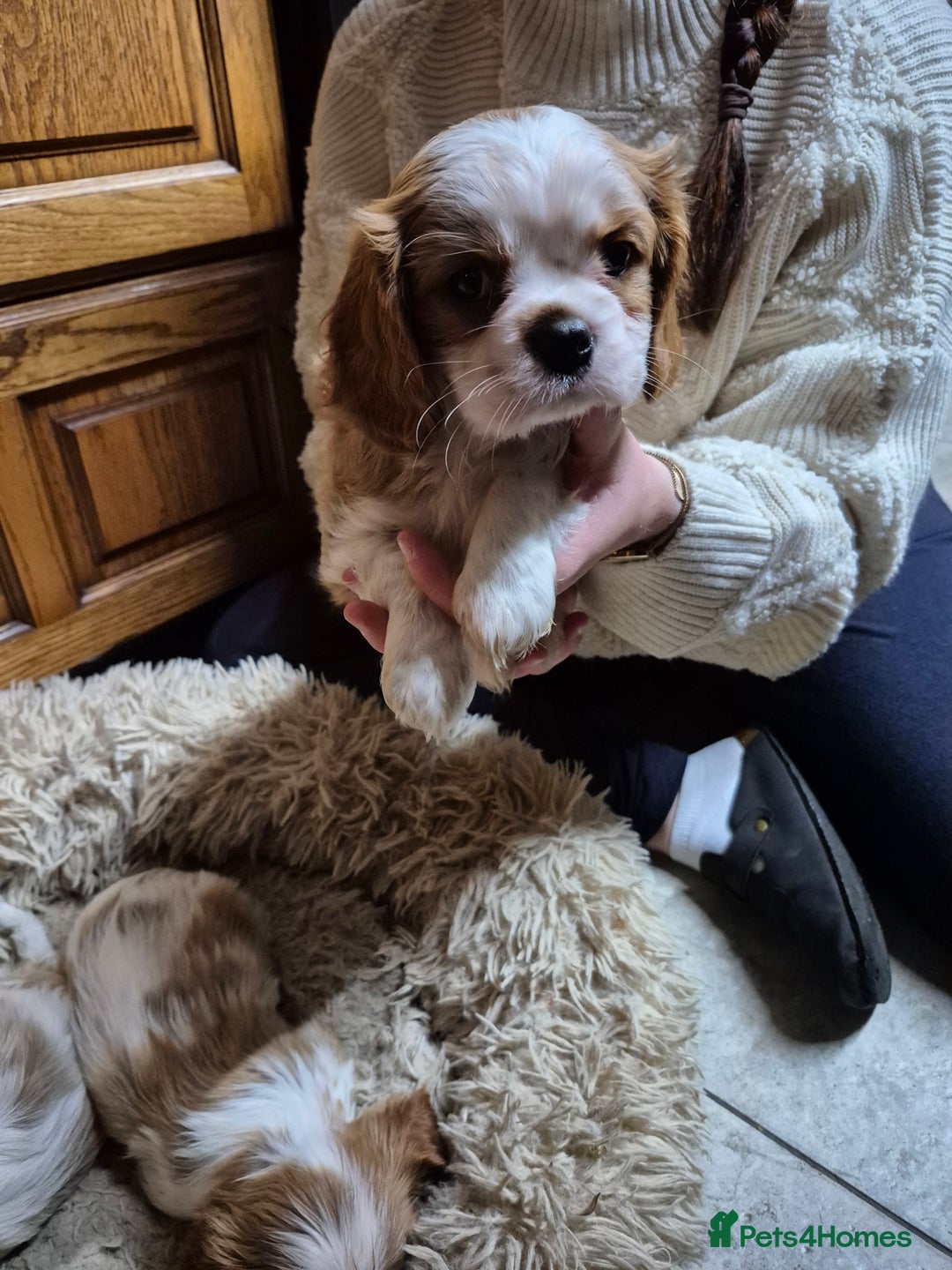 Cavalier King Charles Spaniel dogs for sale: Blenheim Cavalier King Charles spaniel puppies  - Image 16