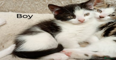 Mixed Breed cats - Advert 12