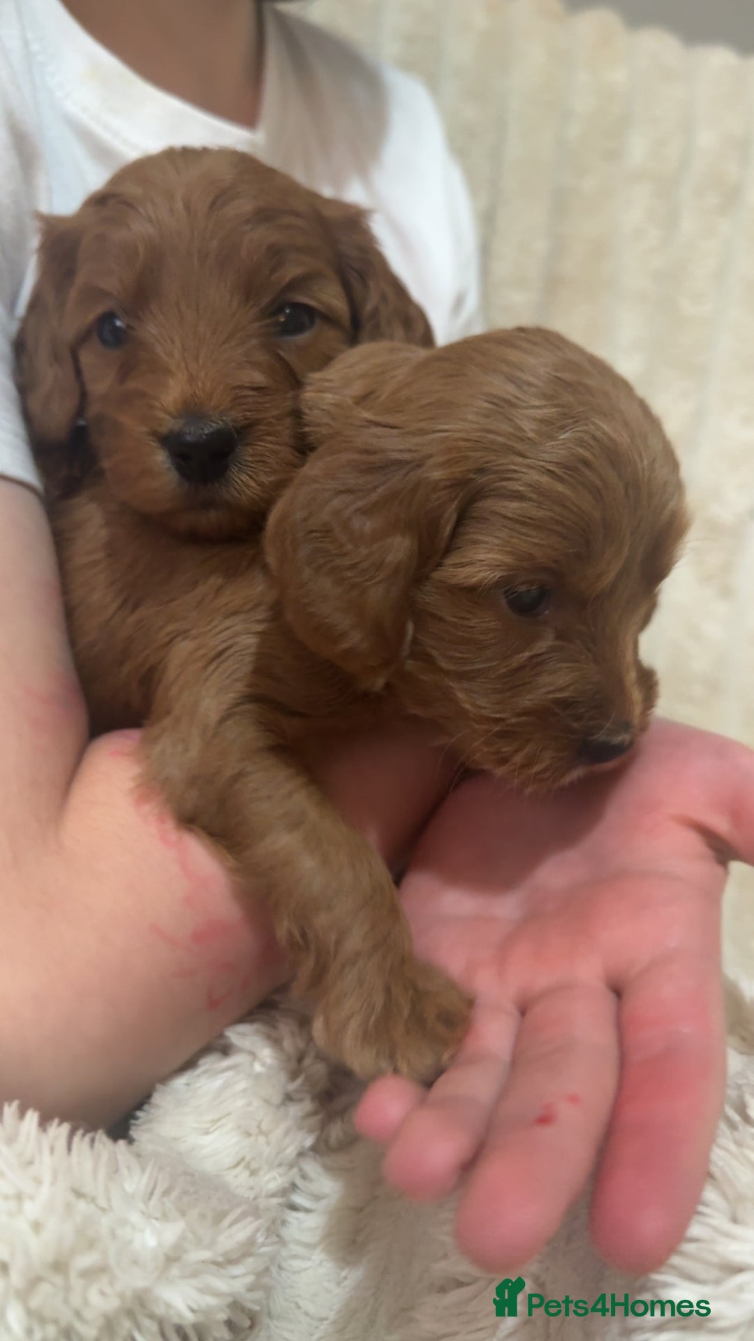 Cockapoo dogs for sale: Cockapoo F1 - Advert 5