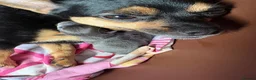 Chihuahua dogs for sale: Blue tri female  - Advert 1