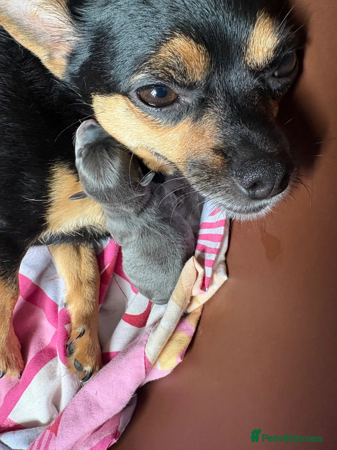 Chihuahua dogs for sale: Blue tri female  - Advert 1